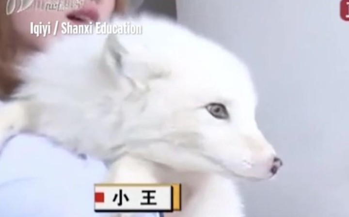 cachorro-de-zorro-que-wang-su-duena-confundio-con-un-perro-spitz