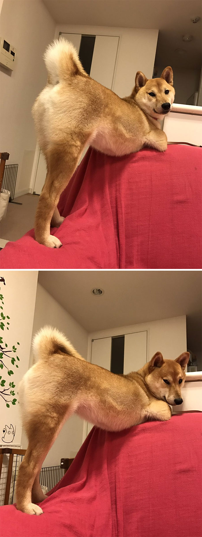 Fotos de perro shiba