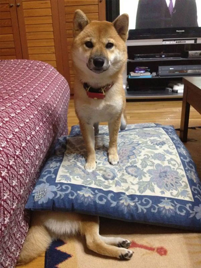 Fotos de perro shiba