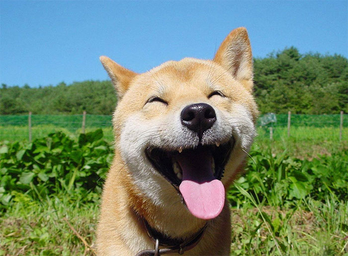 Fotos de perro shiba