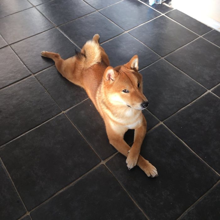 Fotos de perro shiba