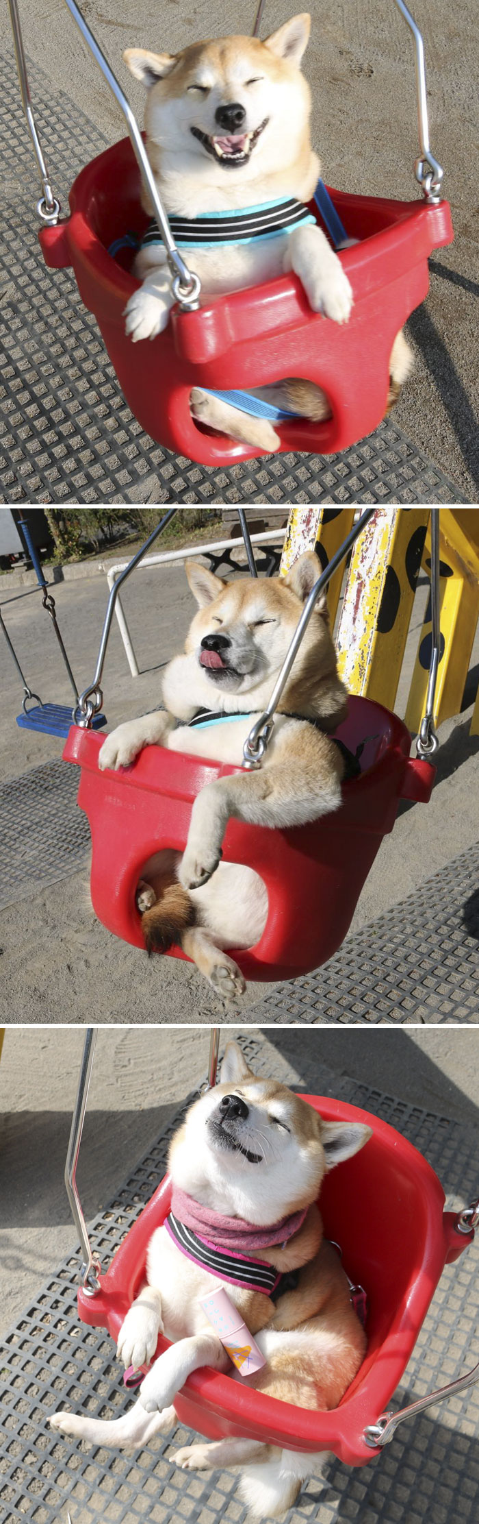 Fotos de perro shiba