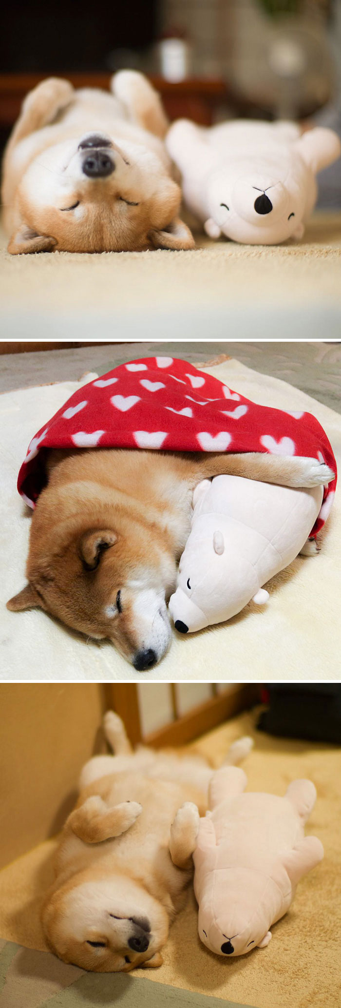 Fotos de perro shiba