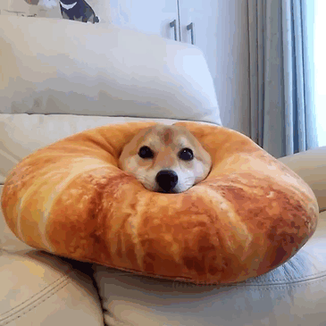 Fotos de perro shiba