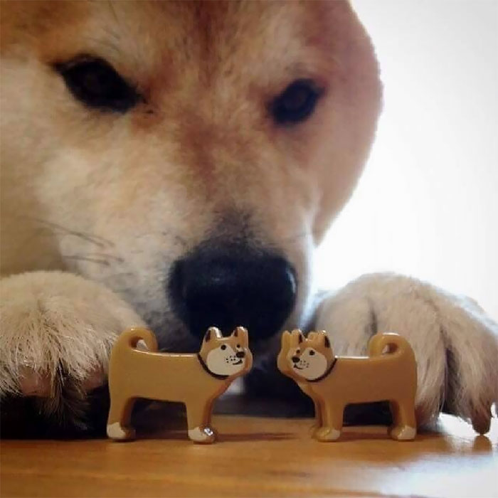 Fotos de perro shiba