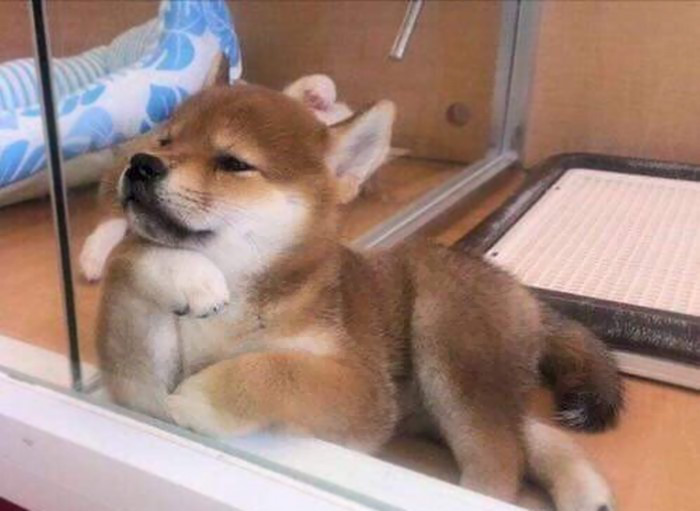 Fotos de perro shiba