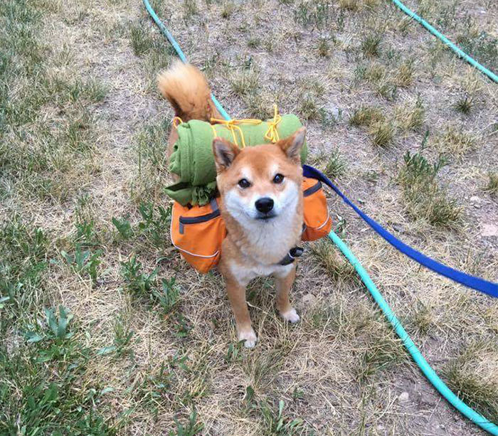 Fotos de perro shiba