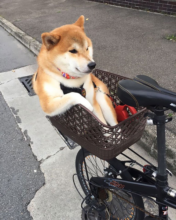 Fotos de perro shiba