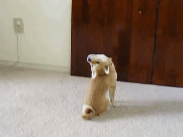 Fotos de perro shiba