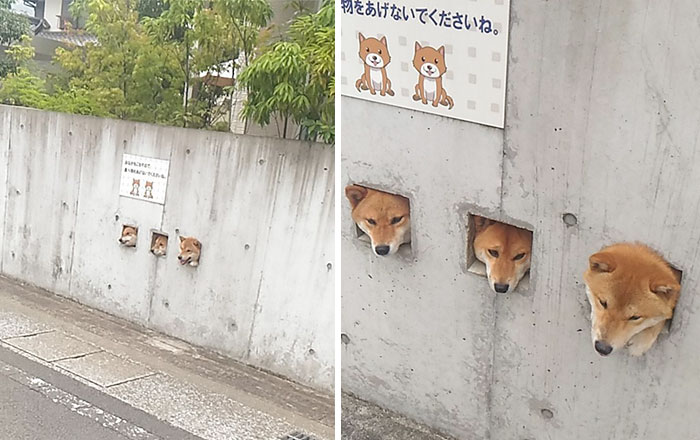 Fotos de perro shiba