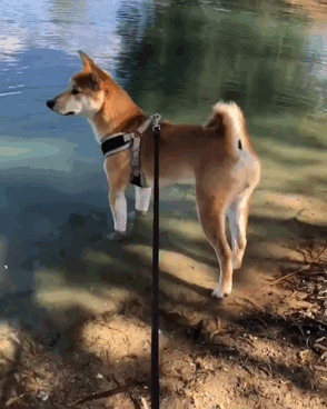 Fotos de perro shiba