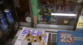 Fotos de perro shiba