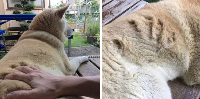 Fotos de perro shiba