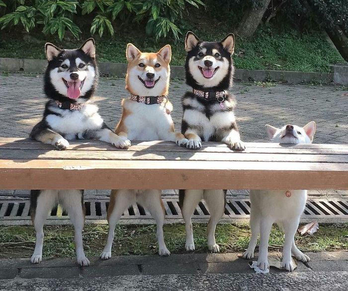 Fotos de perro shiba