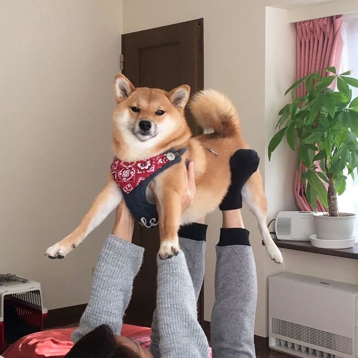 Fotos de perro shiba