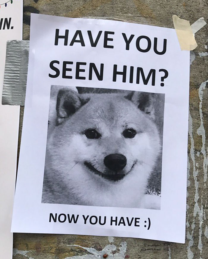 Fotos de perro shiba