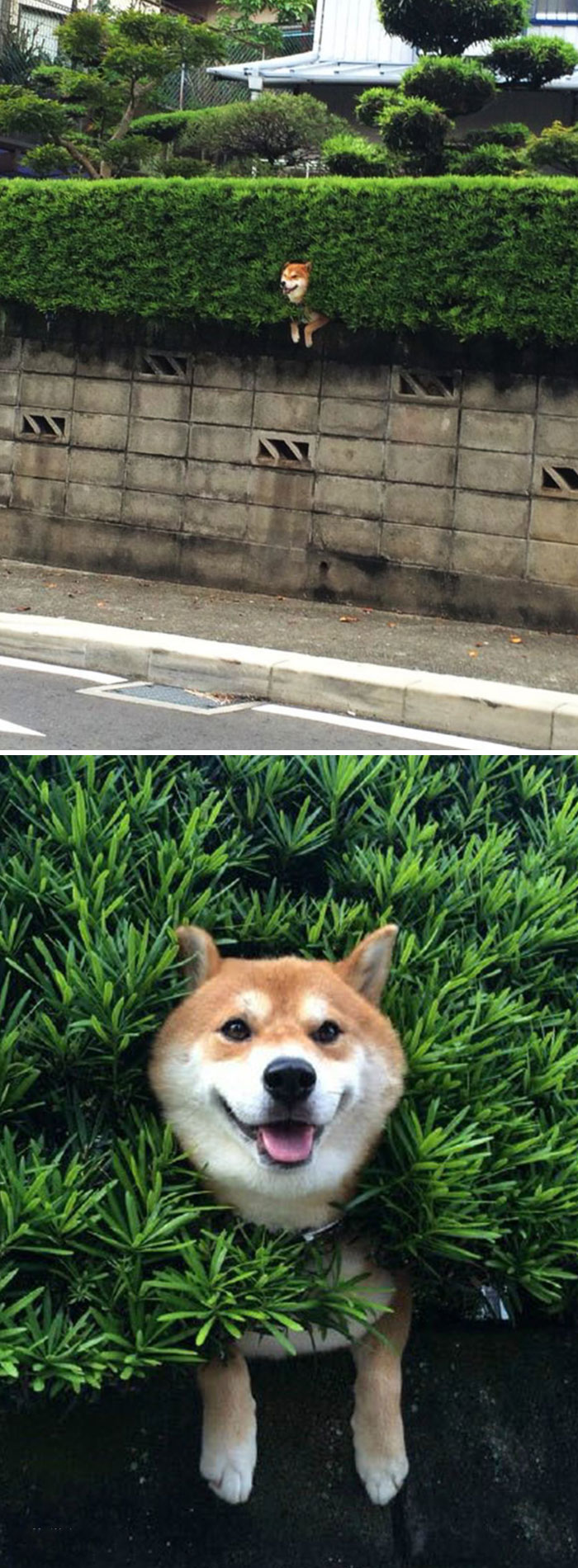 Fotos de perro shiba