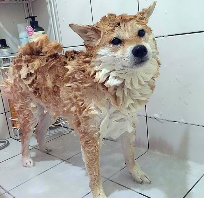 Fotos de perro shiba