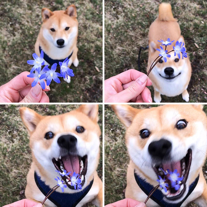 Fotos de perro shiba
