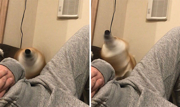 Fotos de perro shiba