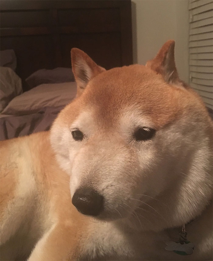 Fotos de perro shiba