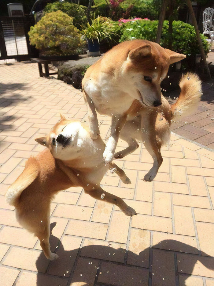 Fotos de perro shiba