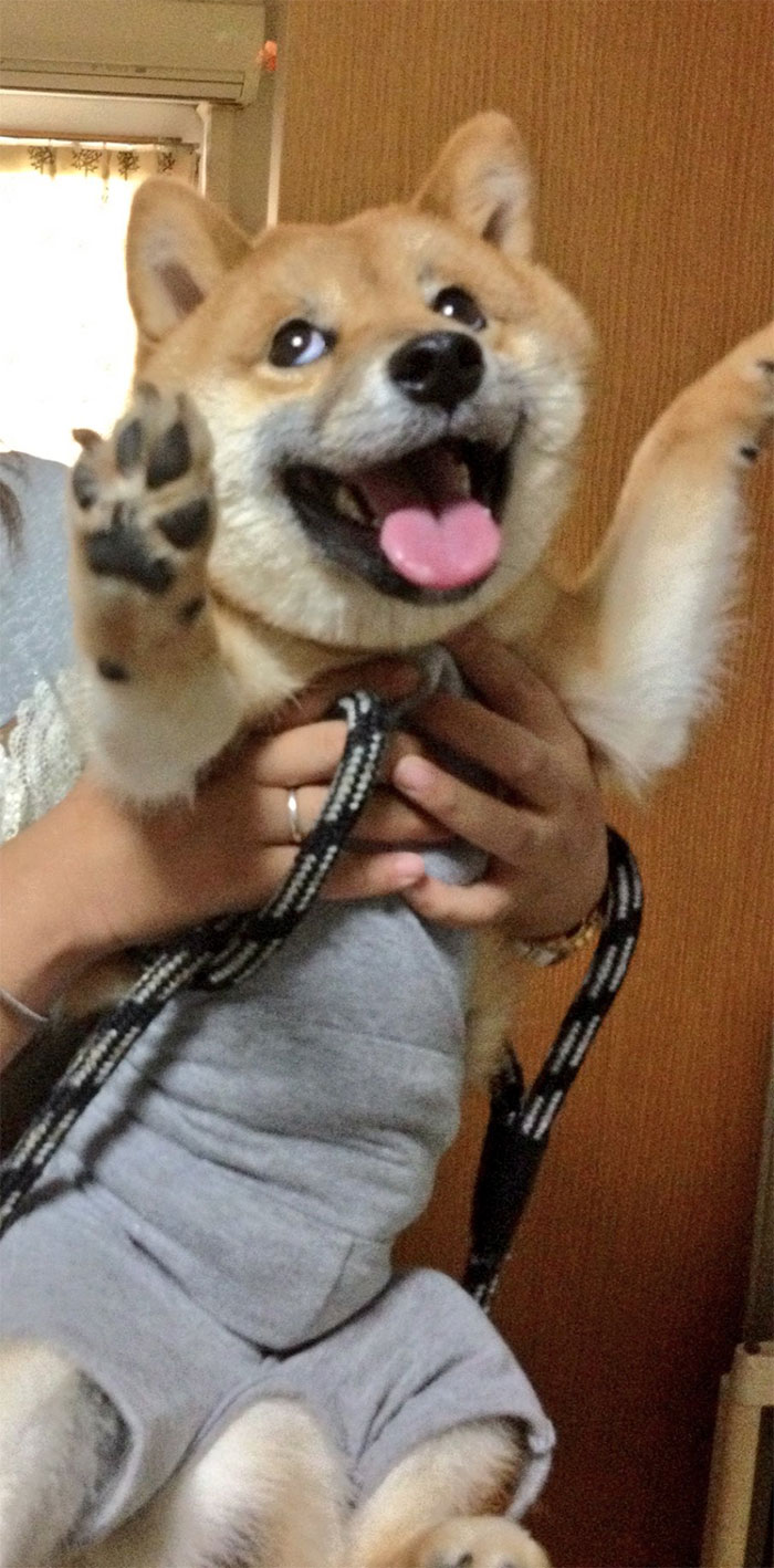 Fotos de perro shiba