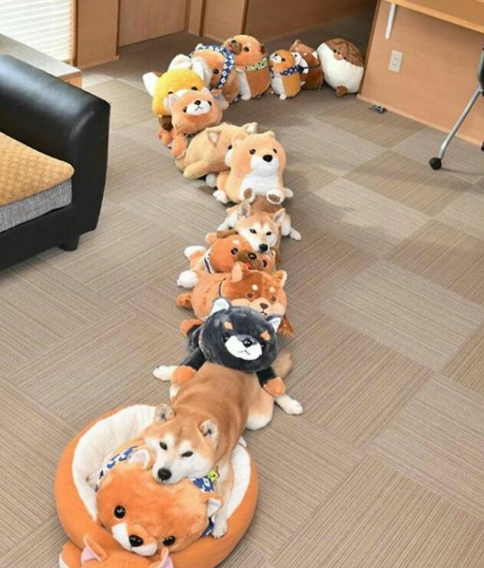 Fotos de perro shiba
