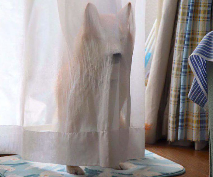Fotos de perro shiba