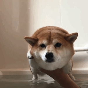 Fotos de perro shiba