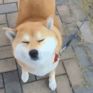 Fotos de perro shiba