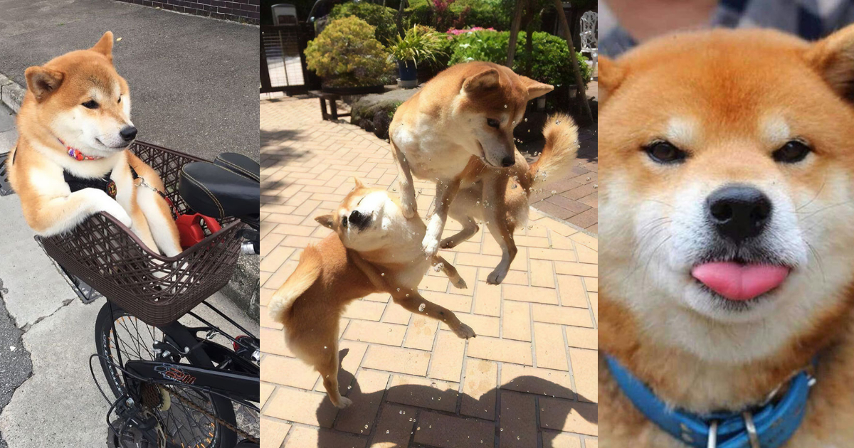 Fotos de perro shiba