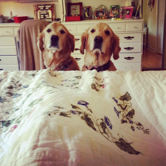 fotos-revelan-amor-incondicional-mascotas-galeria-perros-gatos
