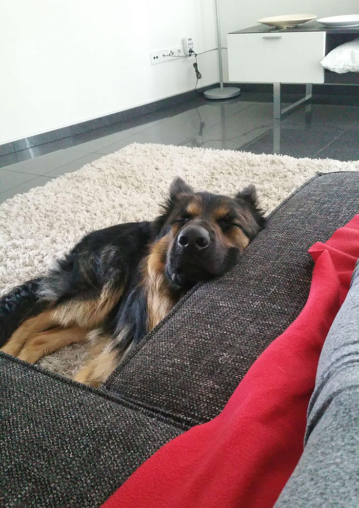 fotos-revelan-amor-incondicional-mascotas-galeria-perros-gatos