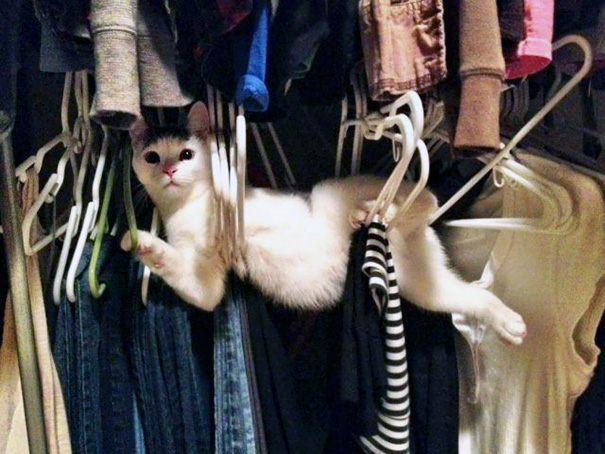 imagenes-gatos-estupidos-fotos-graciosas-felinos-tontos-galeria