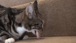 imagenes-gatos-estupidos-fotos-graciosas-felinos-tontos-galeria