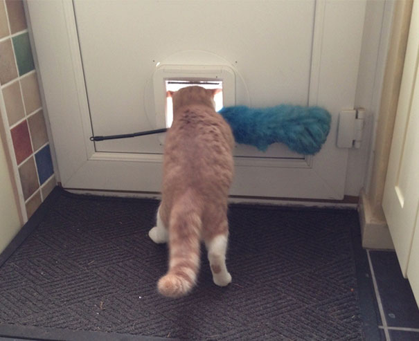imagenes-gatos-estupidos-fotos-graciosas-felinos-tontos-galeria