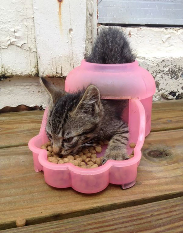 imagenes-gatos-estupidos-fotos-graciosas-felinos-tontos-galeria