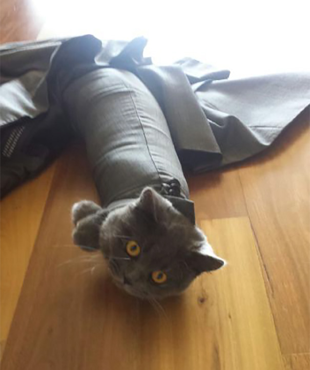 imagenes-gatos-estupidos-fotos-graciosas-felinos-tontos-galeria