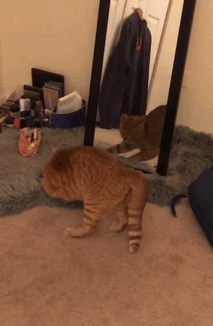 imagenes-gatos-estupidos-fotos-graciosas-felinos-tontos-galeria