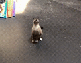 imagenes-gatos-estupidos-fotos-graciosas-felinos-tontos-galeria