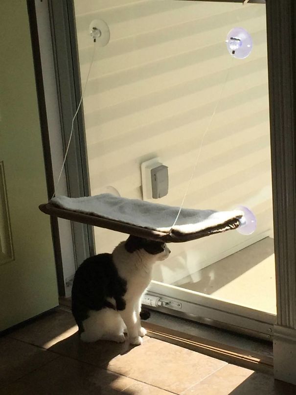 imagenes-gatos-estupidos-fotos-graciosas-felinos-tontos-galeria