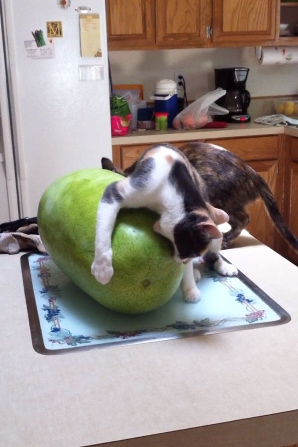 imagenes-gatos-estupidos-fotos-graciosas-felinos-tontos-galeria