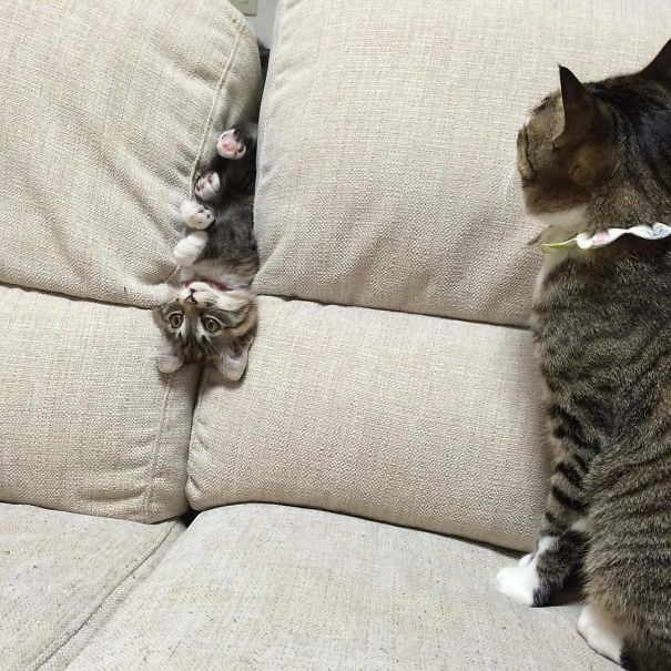 imagenes-gatos-estupidos-fotos-graciosas-felinos-tontos-galeria