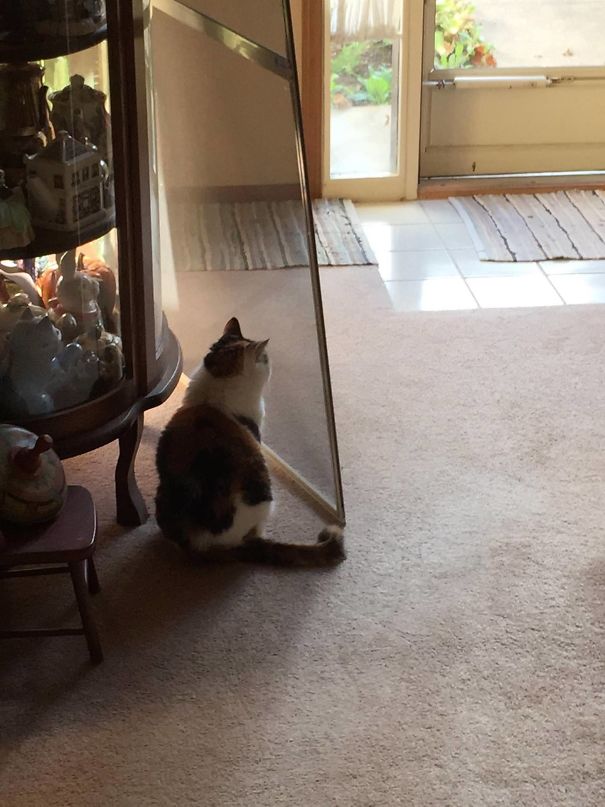 imagenes-gatos-estupidos-fotos-graciosas-felinos-tontos-galeria