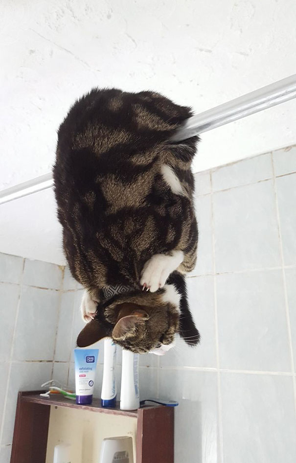 imagenes-gatos-estupidos-fotos-graciosas-felinos-tontos-galeria