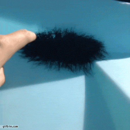 Murió la araña más longeva del mundo