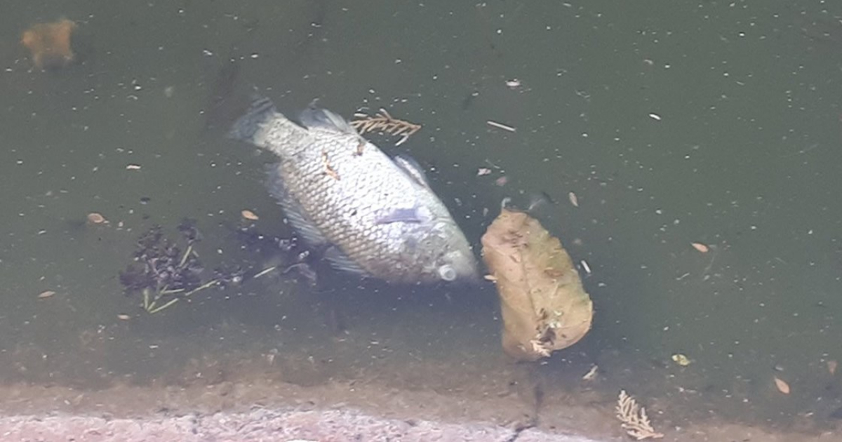 Peces Muertos Lago Chapultepec