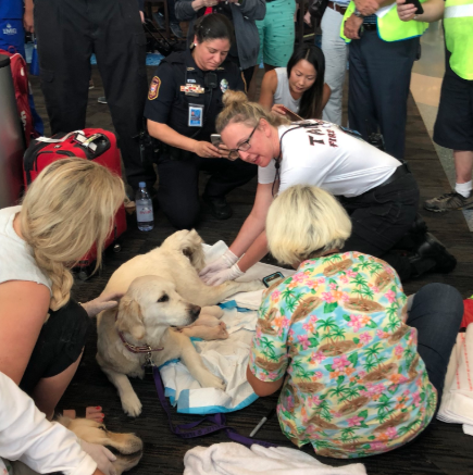 perrita-da-luz-ocho-cachorritos-aeropuerto-tampa-florida-estados-unidos