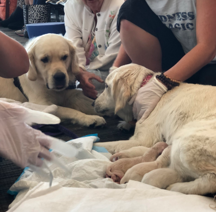 perrita-da-luz-ocho-cachorritos-aeropuerto-tampa-florida-estados-unidos